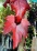 Acer rubrum Autumn Spire(R) AUTUMN SPIRE RED MAPLE.jpg